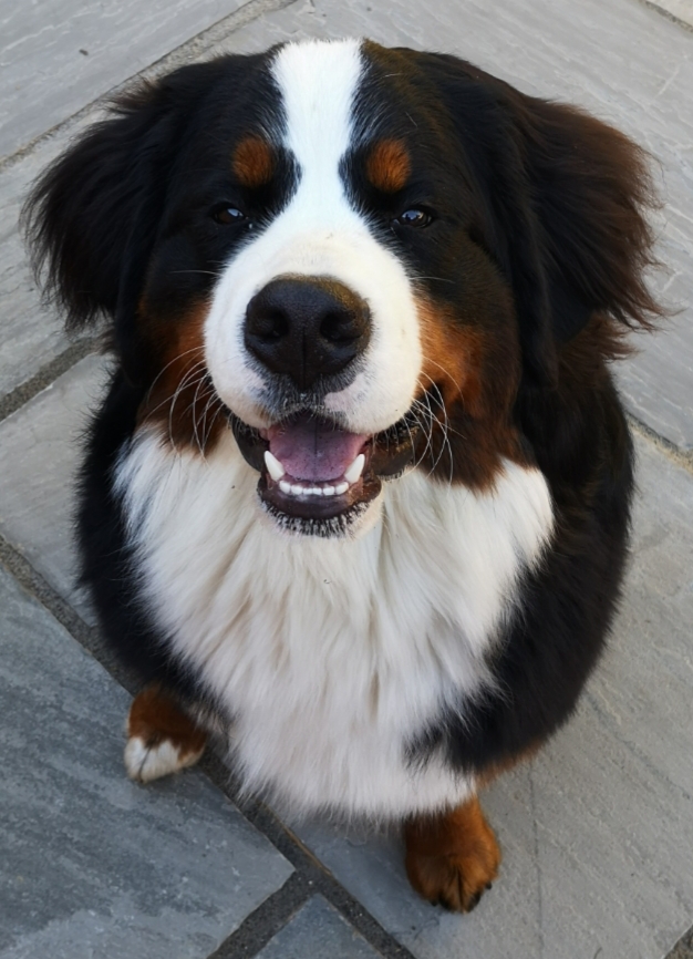 A happy Bernese Mountain Dog sitting on a stone patio, looking up with a big smile and bright eyes. Its thick, black, brown, and white fur is well-groomed. The background is made up of stone tiles.