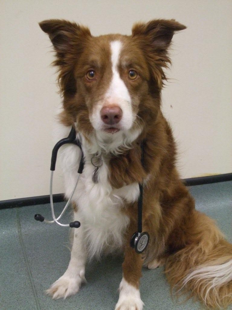 Hyndland Street Veterinary Surgery A fluffy brown and white dog is sitting with a stethoscope draped around its neck, looking directly at the camera. The background is a plain wall and tiled floor.