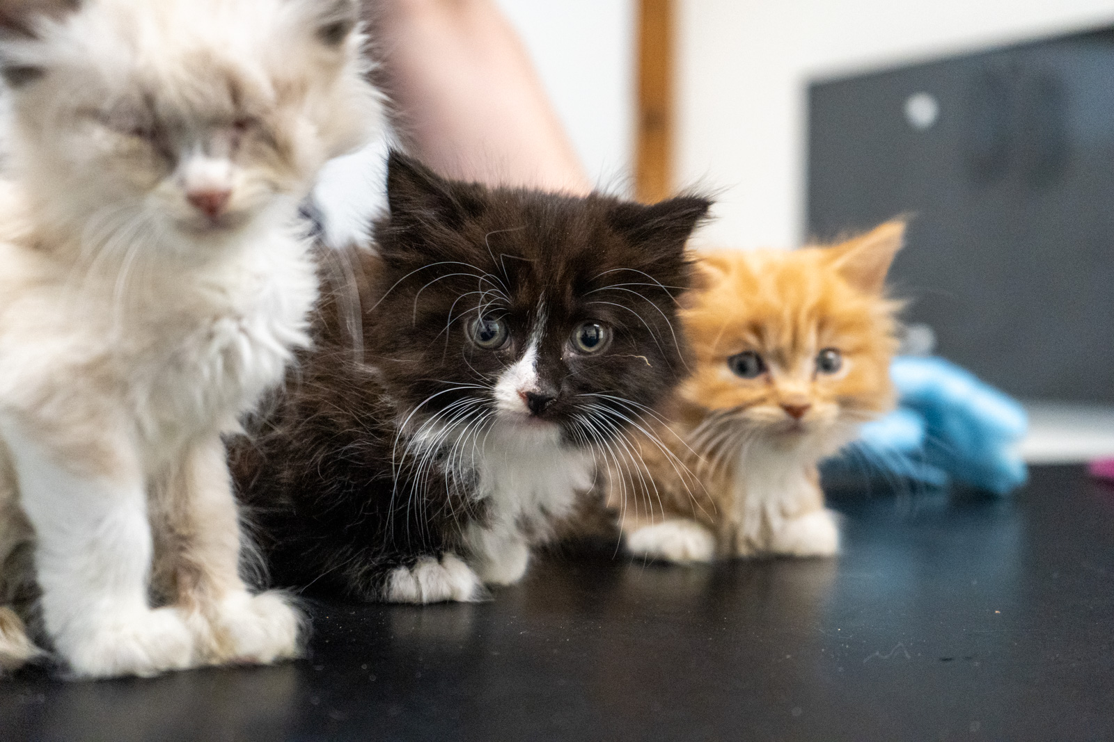 Damory Vets (Web)-108351 Three fluffy kittens sit closely together on a dark surface. The left kitten is primarily white, the middle kitten is black with white markings, and the right kitten is ginger. They all have big, curious eyes.