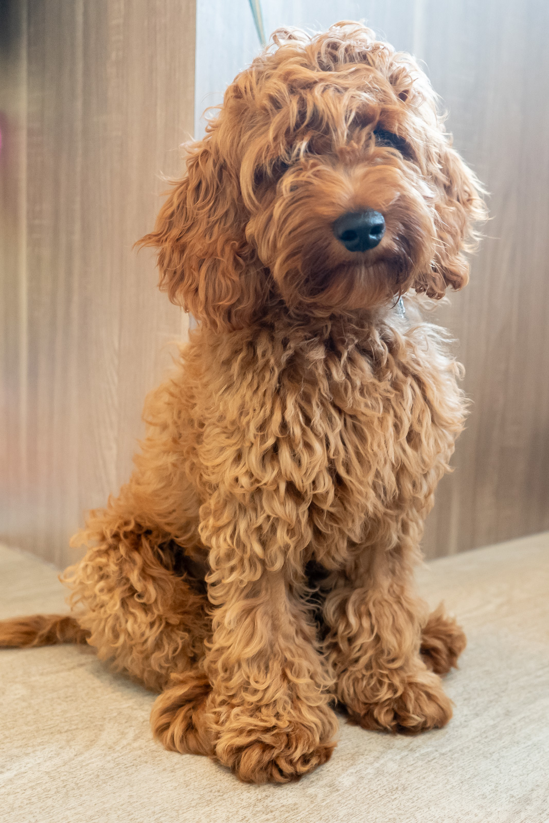 A fluffy, curly-haired brown dog sits on a light-colored floor in front of a wooden panel. The dogs gentle expression and tilted head give it a curious and adorable appearance.