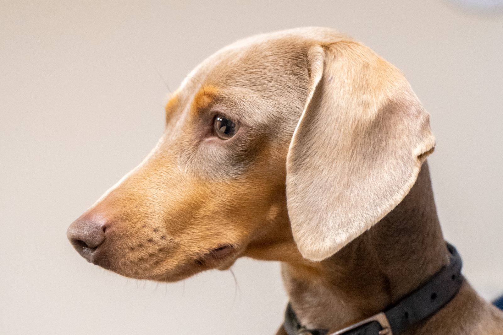 A brown Dachshund dog with light eyes and floppy ears looks to the side. It has a short coat and is wearing a black collar against a neutral background.