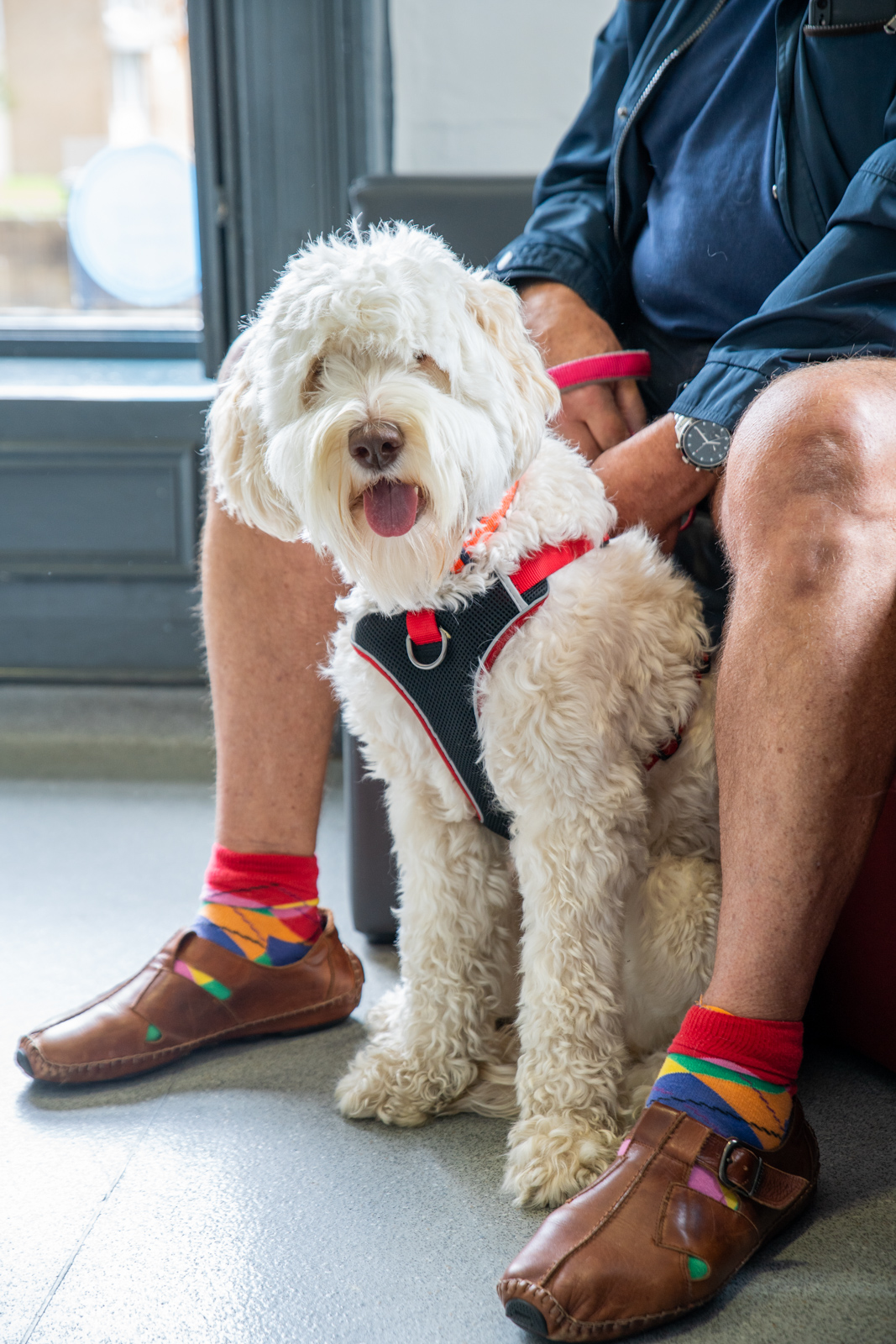 Stanley House - Colne (Web)-32 A fluffy white dog in a harness sits beside a person wearing colorful socks and brown shoes. The person, whose face is not visible, is sitting on a chair next to a window. The dog is panting and looking at the camera.