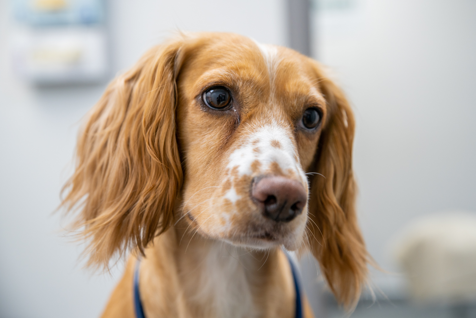 Close-up of a brown and white spaniel with floppy ears and expressive eyes. The background is softly blurred, highlighting the dogs curious and attentive expression.
