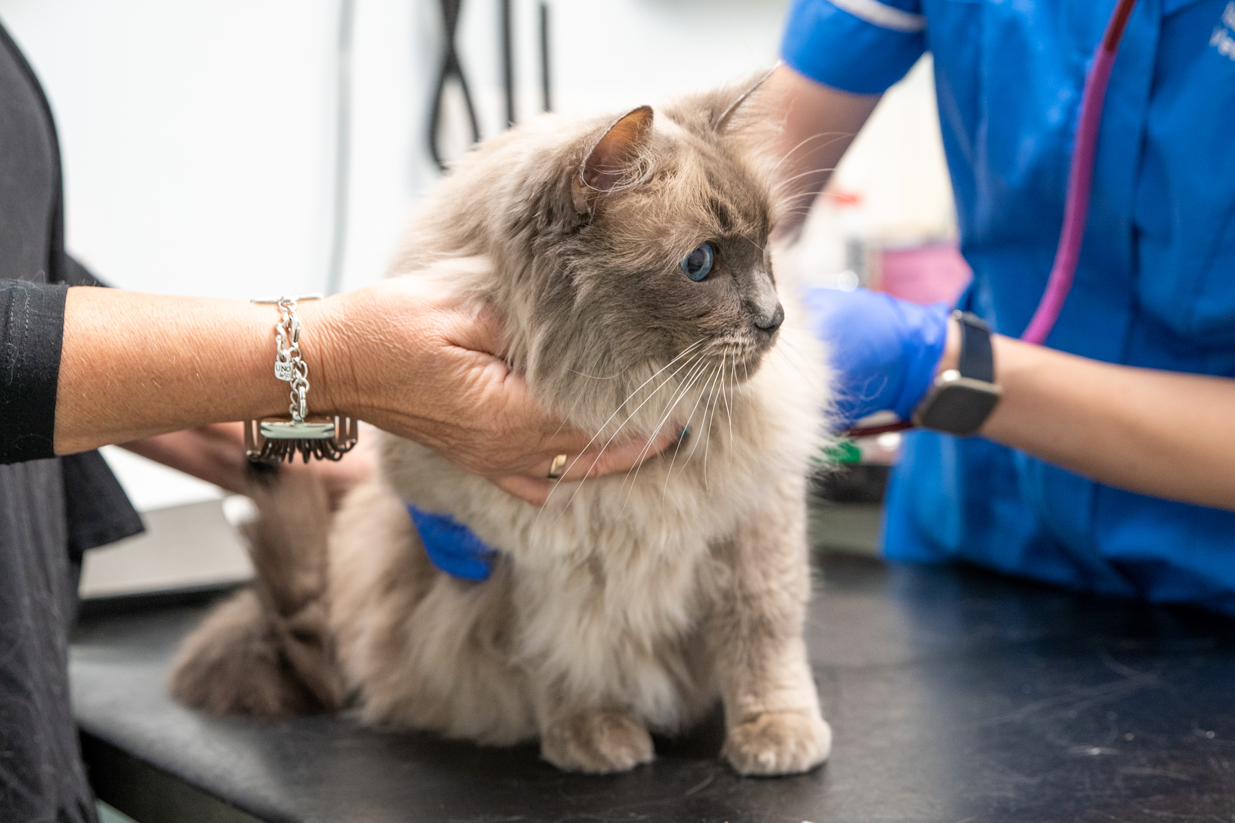 Tay Valley Vets (Web) 086 A fluffy gray cat sits on a veterinary examination table. It is being gently held by a person in a black top and another person wearing blue scrubs. The cat has blue eyes and appears calm.