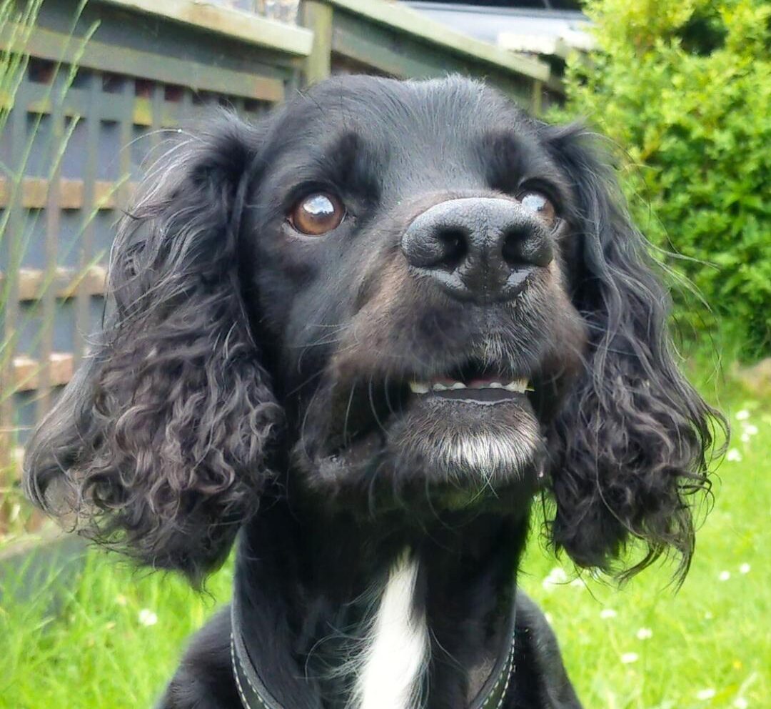 Close-up of a black dog with curly ears and a white patch on its chest, looking upward. The background features a wooden fence and greenery.