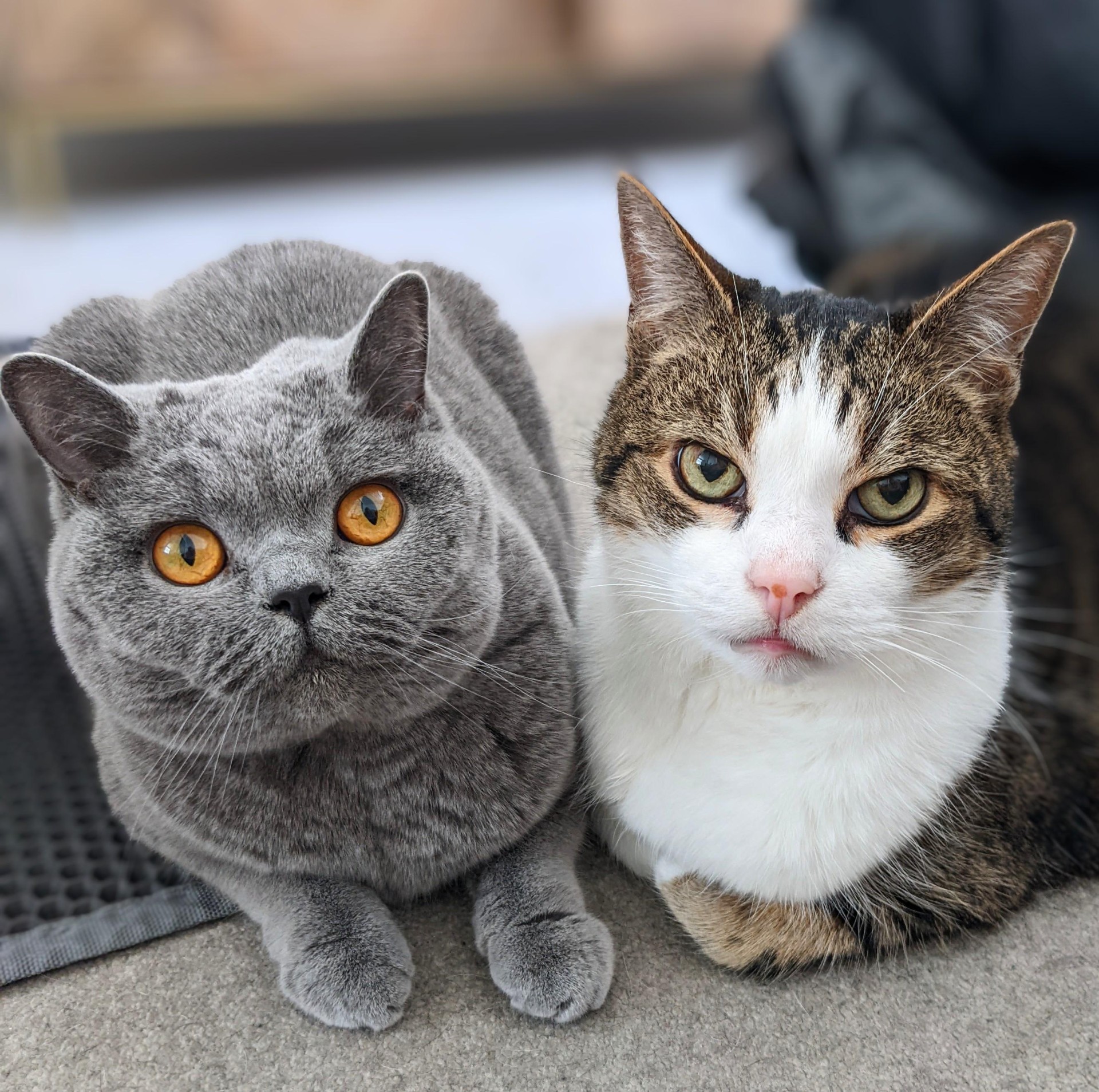 A gray British Shorthair cat with orange eyes sits next to a white and tabby cat with green eyes. They are close together, looking directly at the camera, against a soft background.