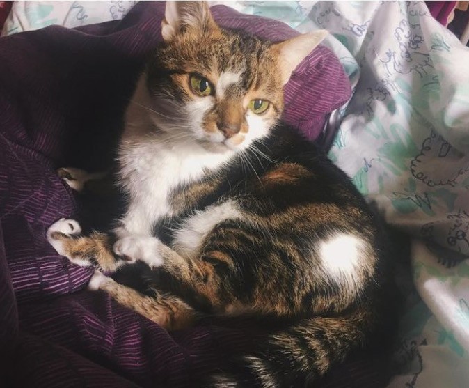 A tabby cat with a white chest and paws is lying on a purple blanket. The background features a patterned fabric with light colors. The cat is looking off to the side with a relaxed expression.