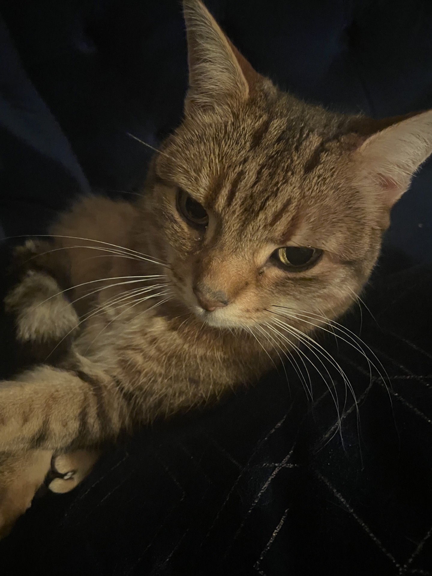 A tabby cat with striped fur looks intently ahead while lounging on a dark surface. Its eyes are wide, and its whiskers are prominent against the dim background.