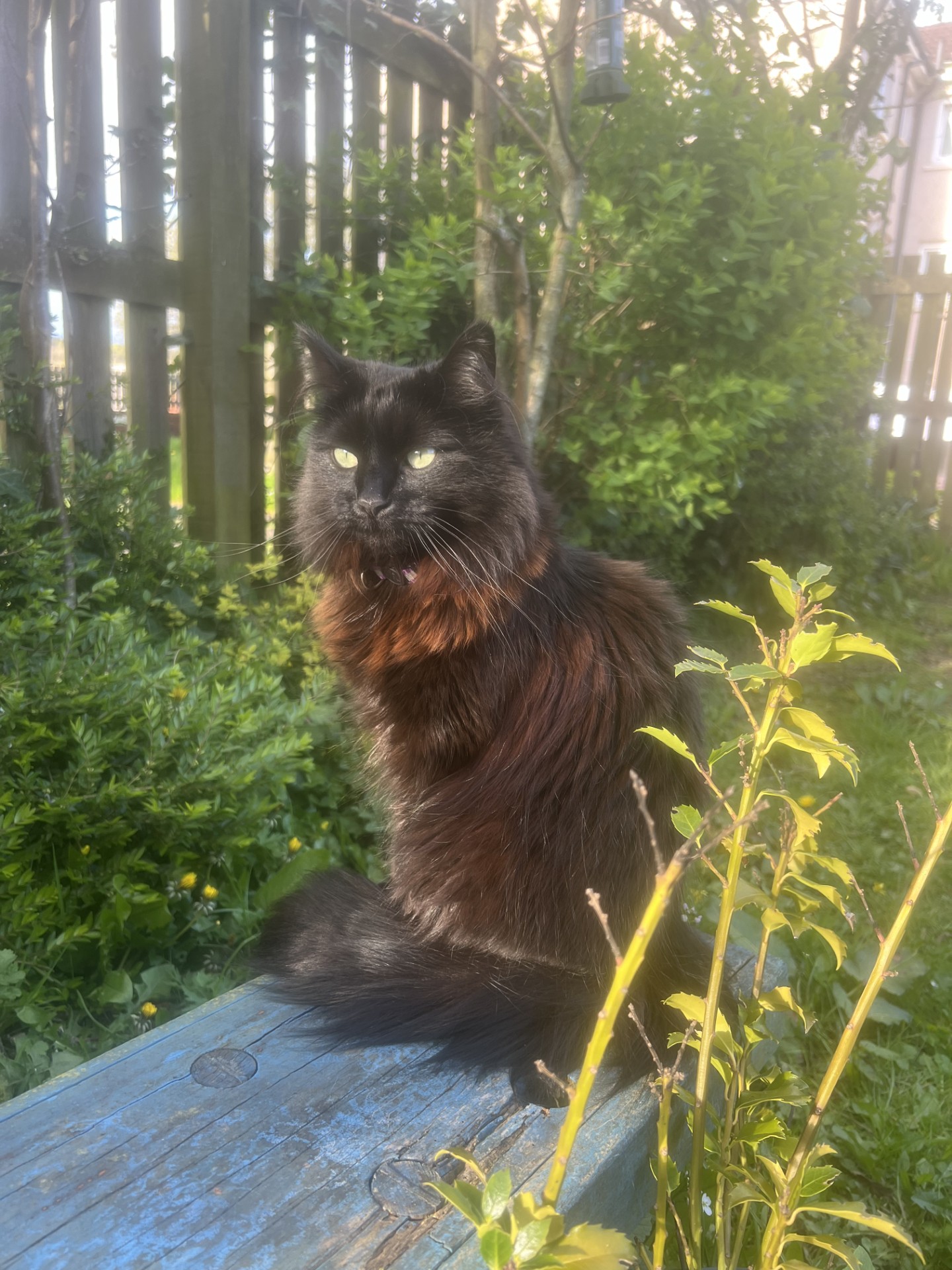 A fluffy black cat with hints of brown in its fur sits on a weathered blue wooden bench. The cat is in a garden surrounded by lush greenery and a wooden fence, with soft sunlight filtering through the leaves.