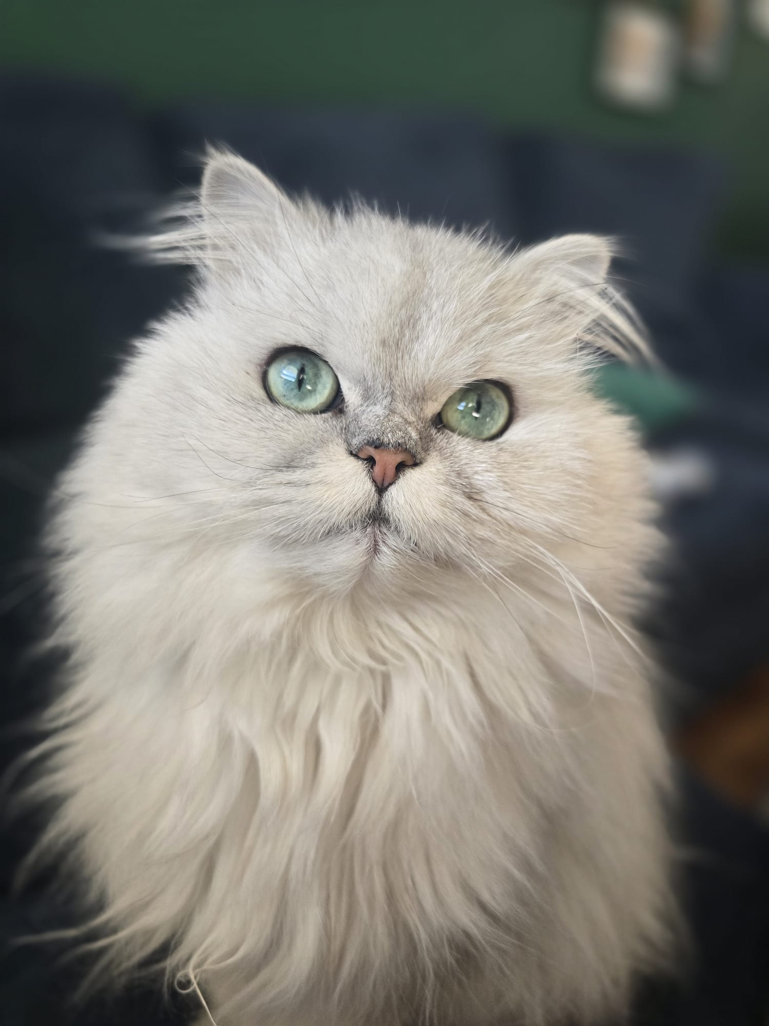 A fluffy white cat with long fur and large green eyes looks up with a curious expression, sitting indoors with a dark green background.
