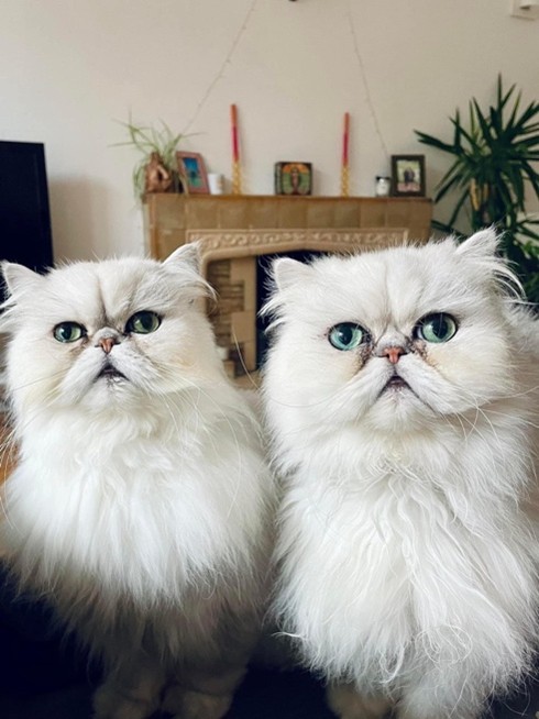 Two fluffy, white Persian cats with green eyes sit side by side in a cozy room. A decorative fireplace and potted plant are in the background, creating a warm and homey atmosphere.