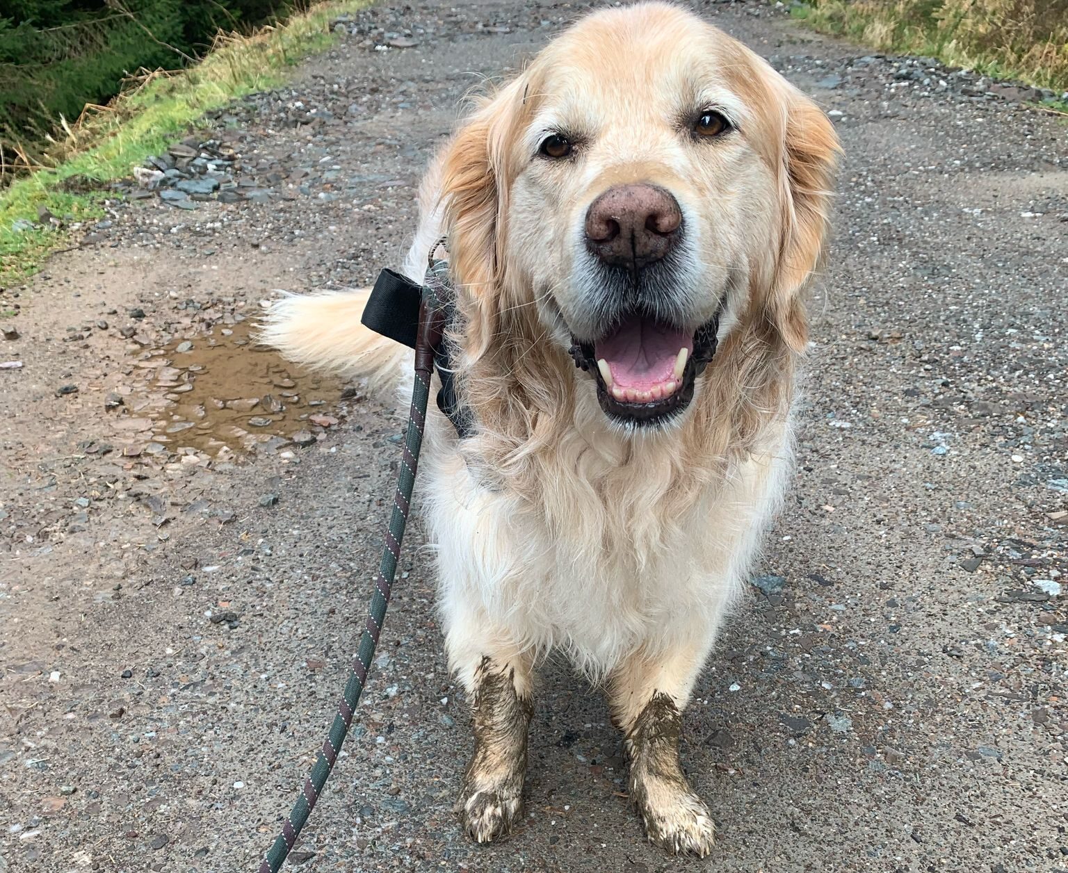 A happy golden retriever with a muddy mouth and paws stands on a gravel path. It is on a leash and looks up cheerfully at the camera. The background features some grass and earth.