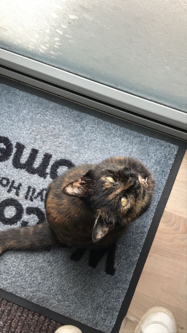 A tortoiseshell cat sits on a gray doormat by a glass door, looking up towards the camera. The mat has partially visible black text, and part of a white shoe is seen at the bottom right corner.